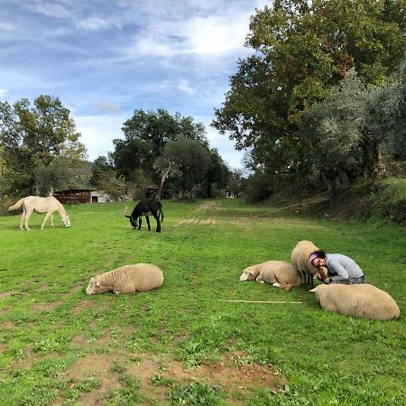 Quinta Do Ragal Βίλα Lavacolhos Εξωτερικό φωτογραφία